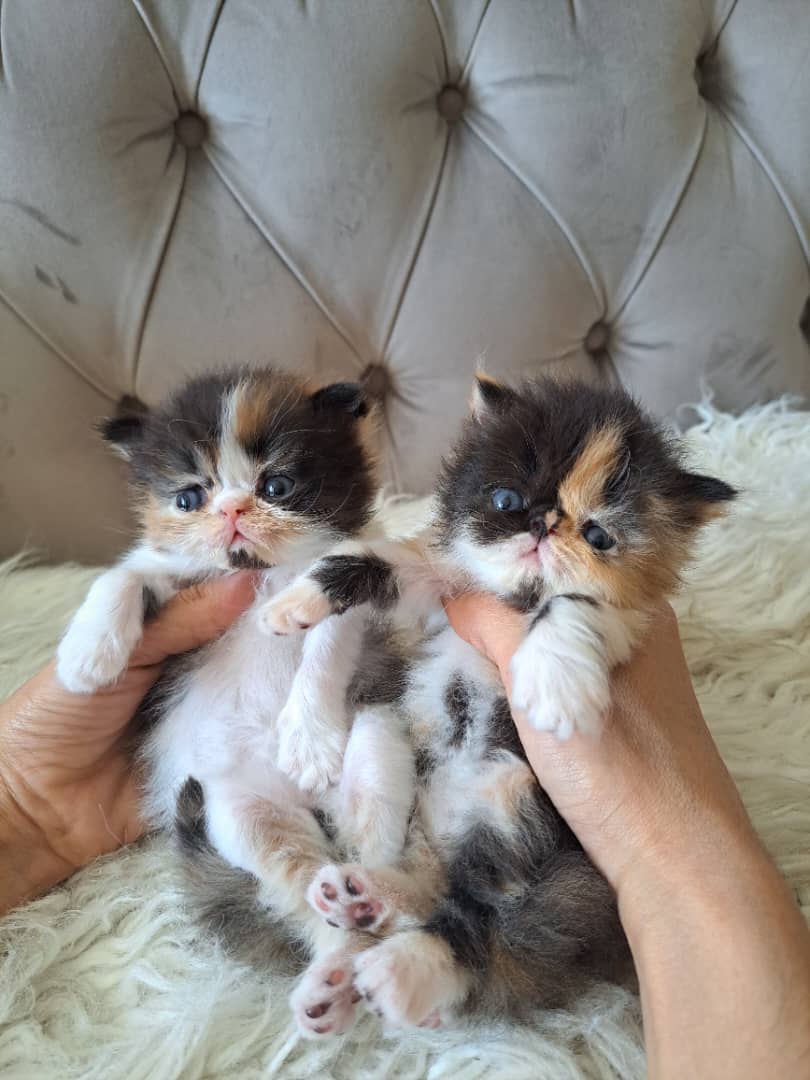 عکس آگهی نژاد پرشین